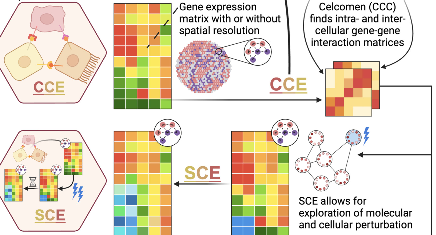 Virtual Tissue Model